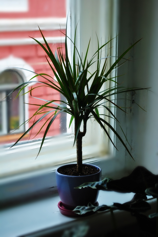 Мой цветочный рай!