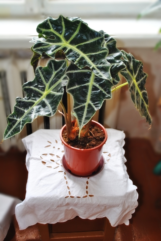 Мой цветочный рай!