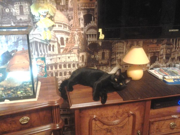 Черная морда