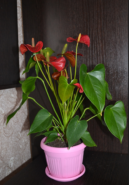 Мои цветочки и вопросы к ним)