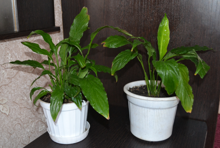 Мои цветочки и вопросы к ним)