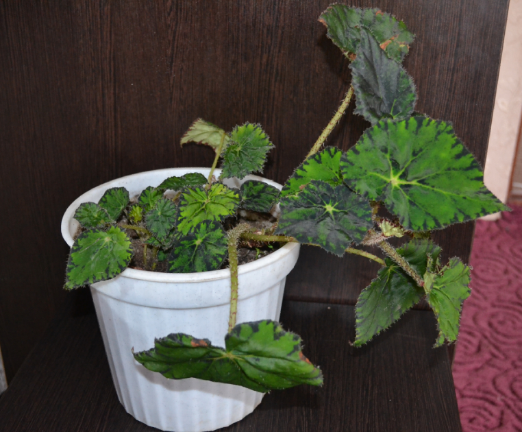 Мои цветочки и вопросы к ним)