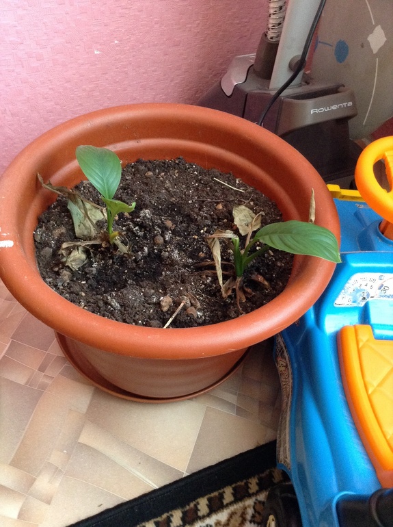 Как помочь?