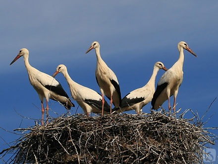 как ОНИ делают ЭТО