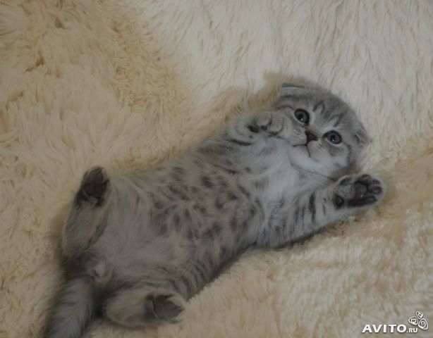 Шотландские котята