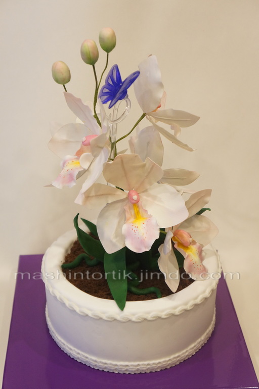 Орхидея в горшке