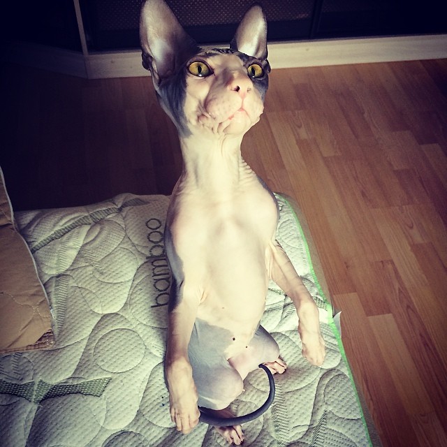 Идальго,зеленоглазый красавец