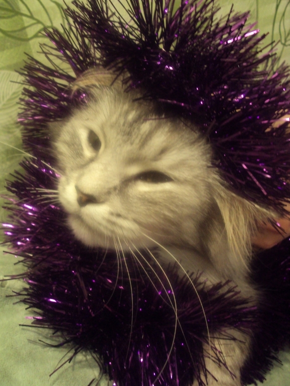 Новогодние котэ