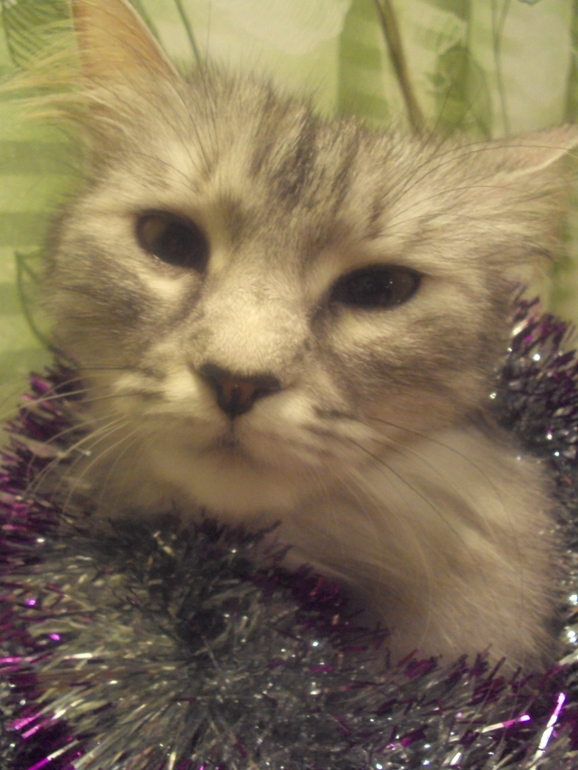 Новогодние котэ