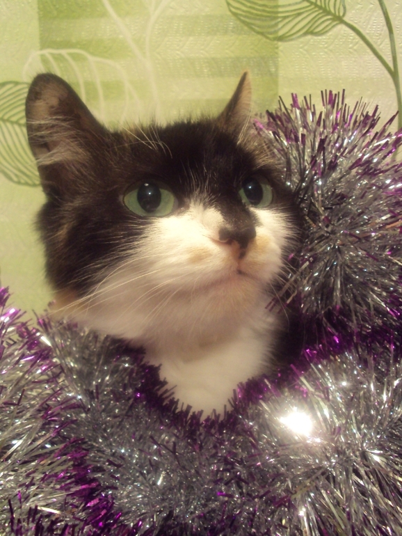 Новогодние котэ