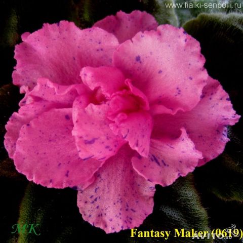 Продаю деток сортовых фиалок