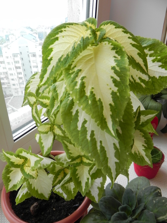 Мои новиночки