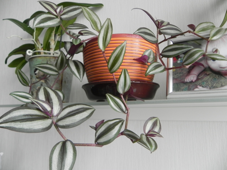 Мои новиночки