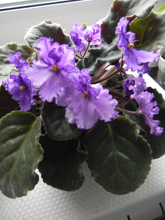 Мои новиночки