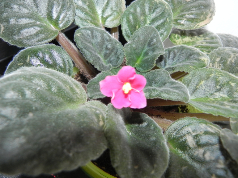 Мои новиночки