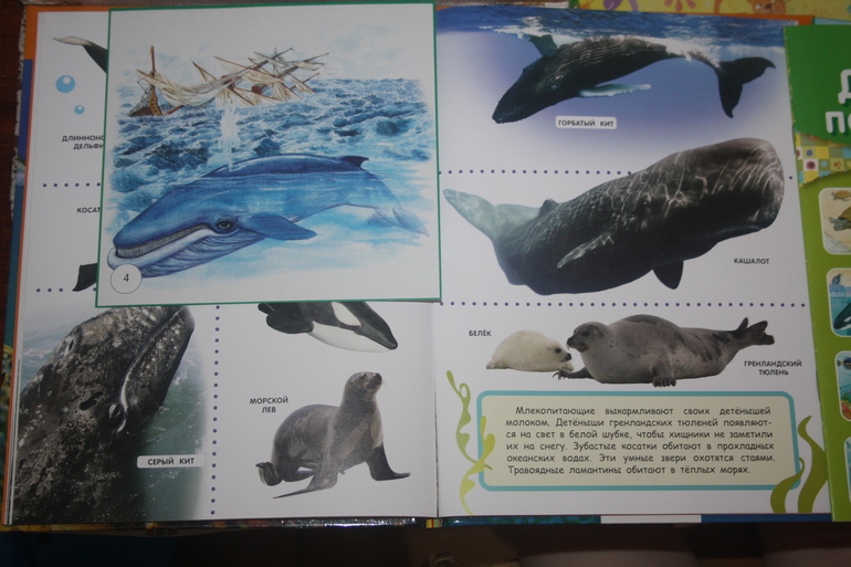 Обитатели морей и океанов. День 4.