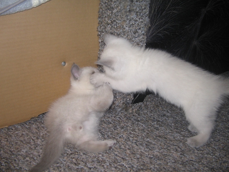 Подарите мне верёвку!