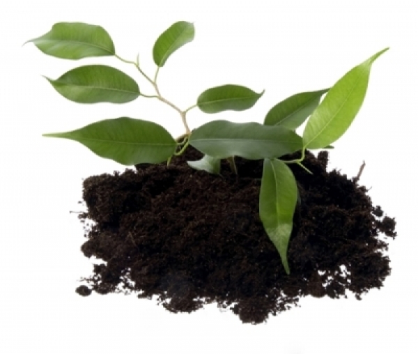 Тульский чернозем