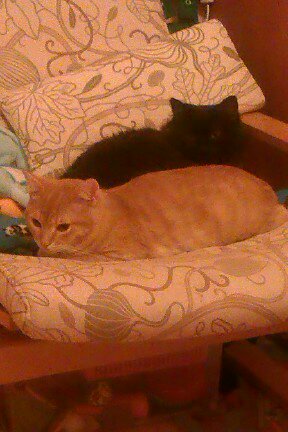 Про кошек и кота ))