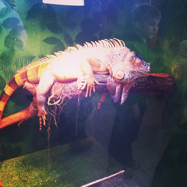 Саратов!!! К нам приехали ЭкзоЖивотные!!!