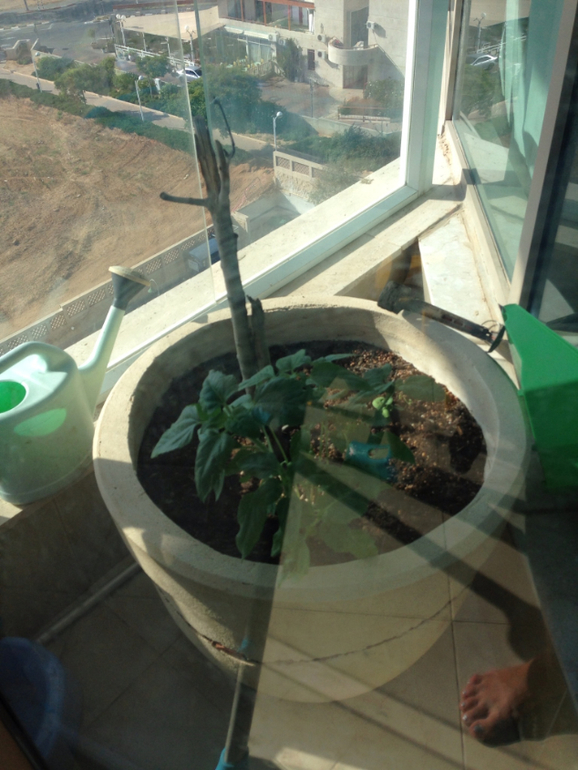 Пассивный отдых