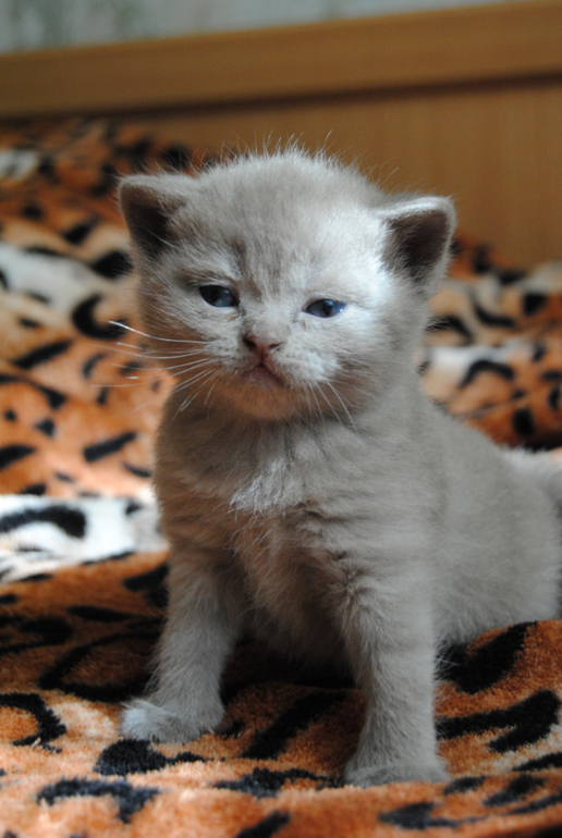 Британские котята. Продаю.