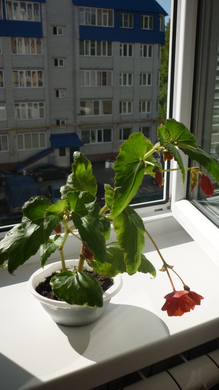 Что это на листьях бегонии?