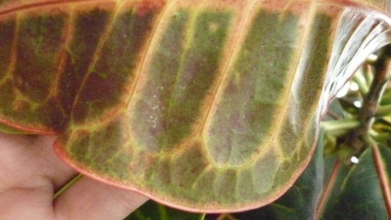 Может дихлофосом по паутинному клещу?