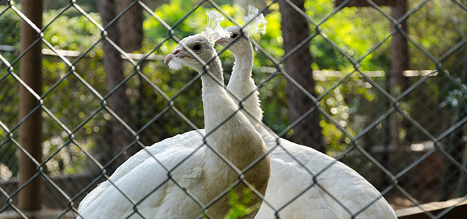 Отдых с детьми в Турции.Gloria Verde Resort 5*