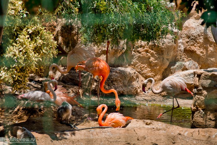 Отдых с детьми на Кипре. Лучшие отели