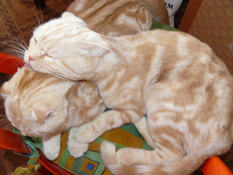 Наши "Малыши")))