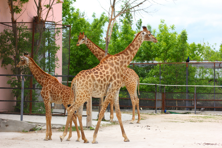 Первый раз в парке львов "Тайган"!!!!!