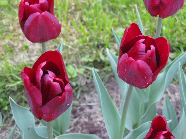 И еще немного Кусково.