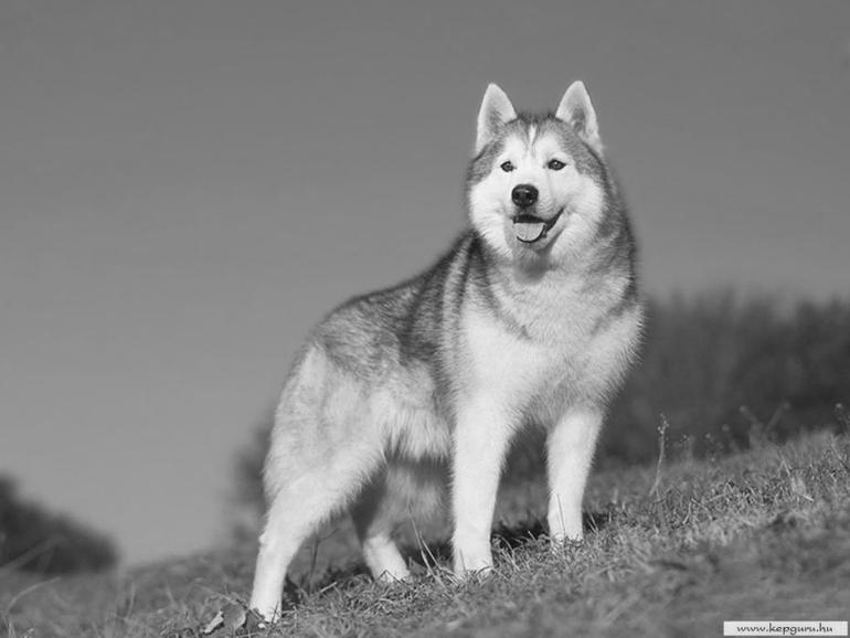 Контрольное задание № 19. "Делаем черно-белое фото в Photoshop"