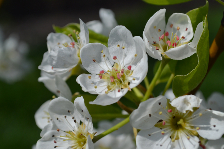 За что я люблю весну