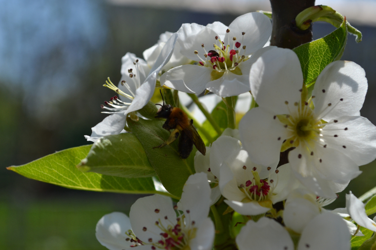 За что я люблю весну