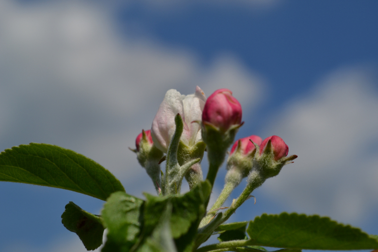 За что я люблю весну