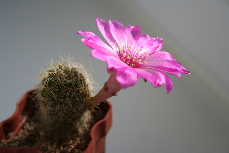 Цветение 2014