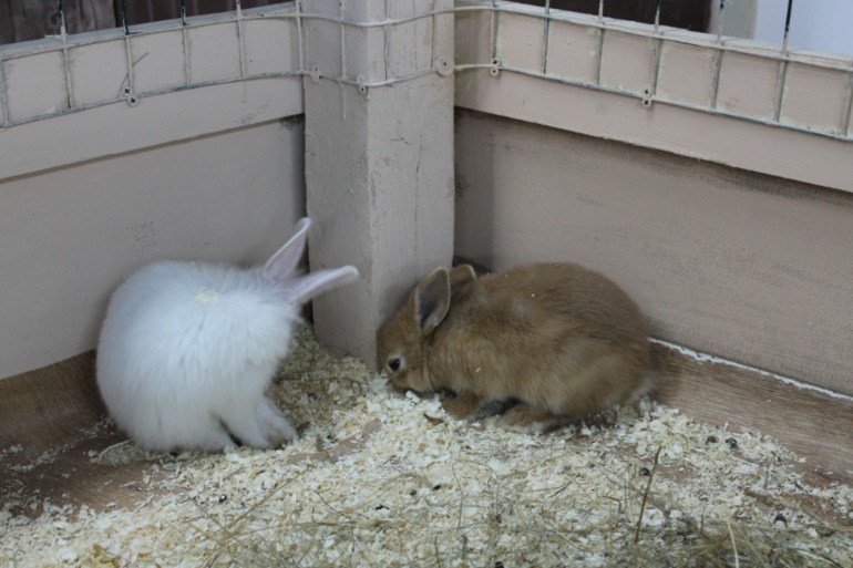 Домашний зоопарк)))