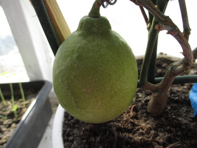 мои цветочки 2013г