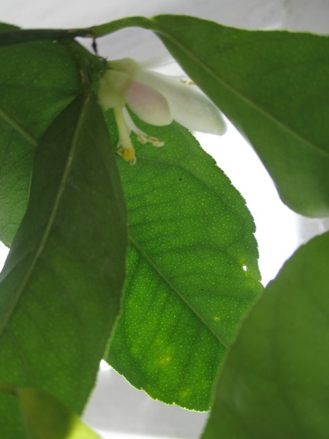 мои цветочки 2013г