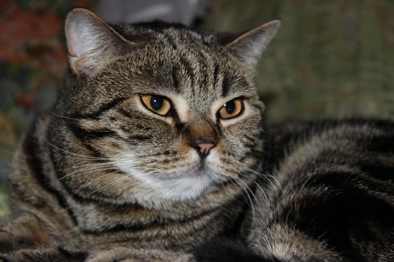 Мои мальчики)