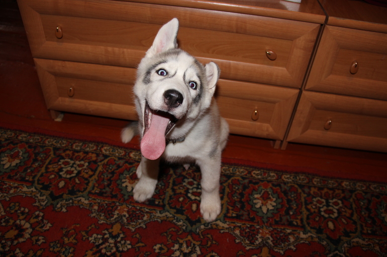 Нашему Хулигану уже 3 месяца)