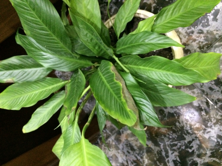 Подскажите, что не нравится цветочку..