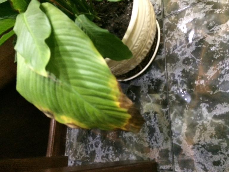 Подскажите, что не нравится цветочку..