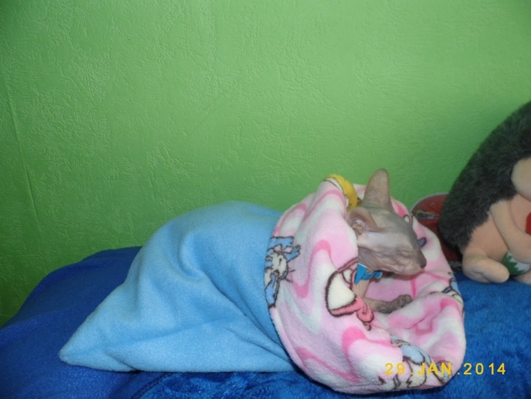 у нашей киски обновочки)))