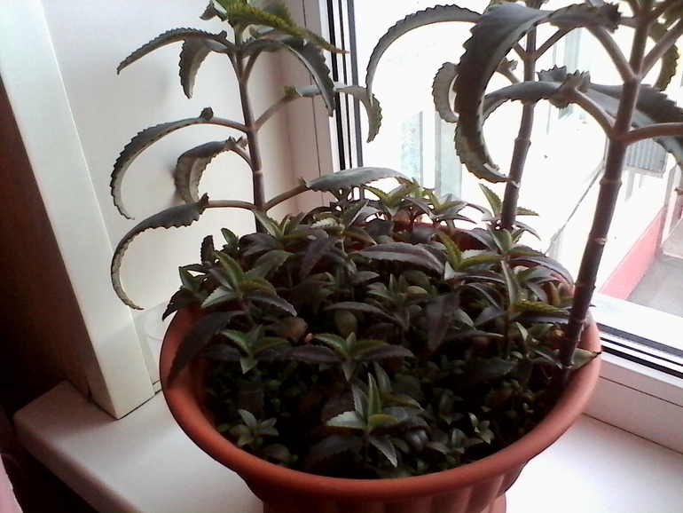 мой любимый зеленый уголок))))