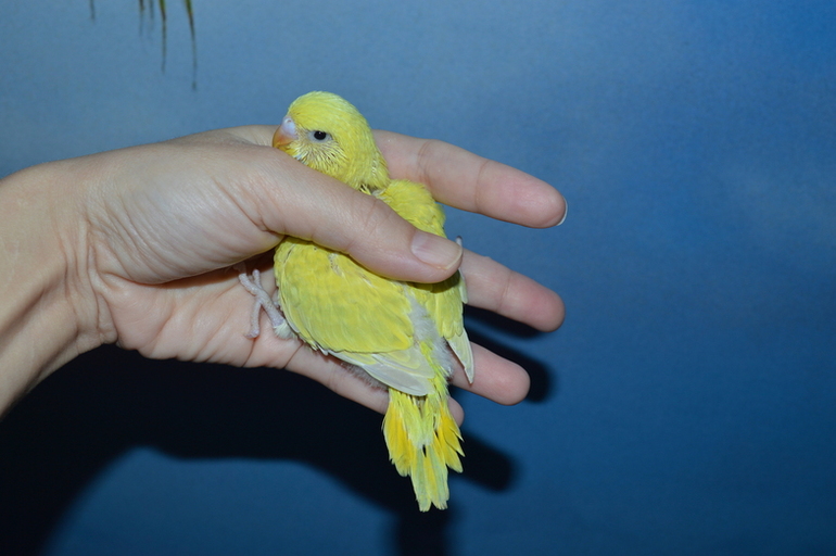 Птенчики подросли!