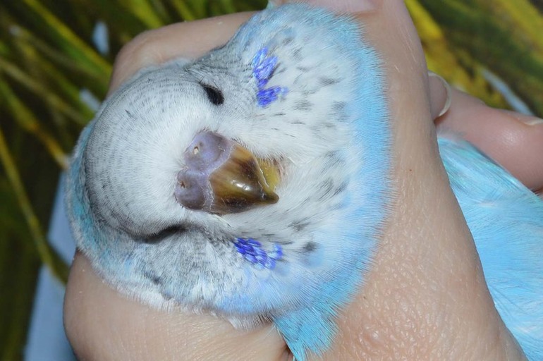 Птенцы старшие