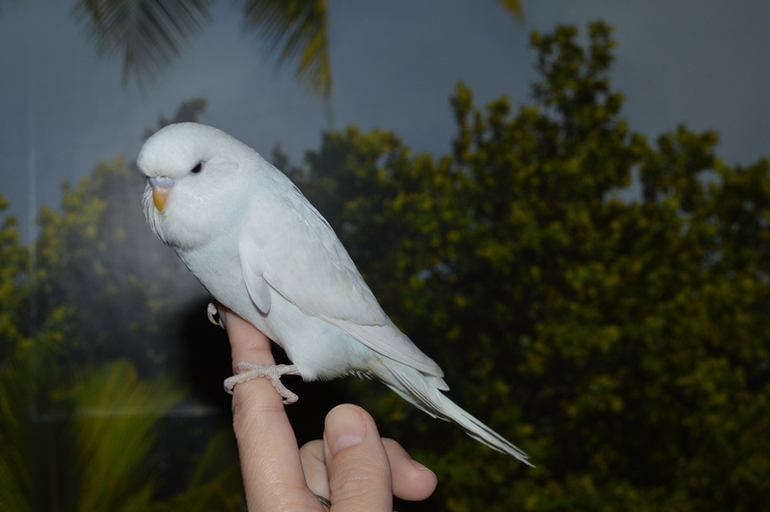 Птенчики выросли! :)